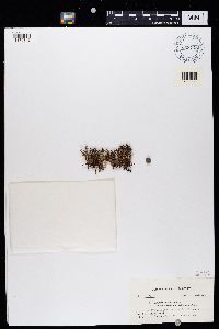 Cetraria ericetorum image