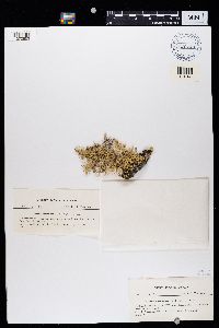 Evernia esorediosa image