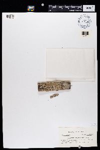 Thumbnail image of current specimen