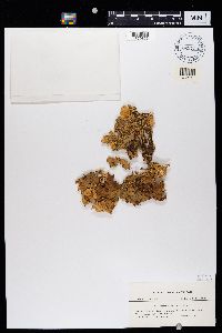 Lobaria pulmonaria image