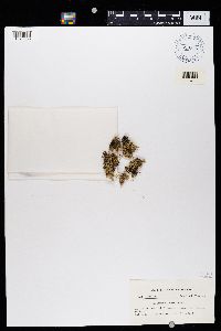 Ramalina almquistii image