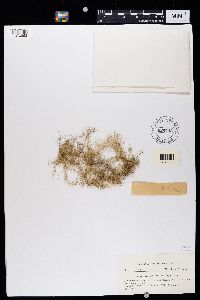 Usnea longissima image