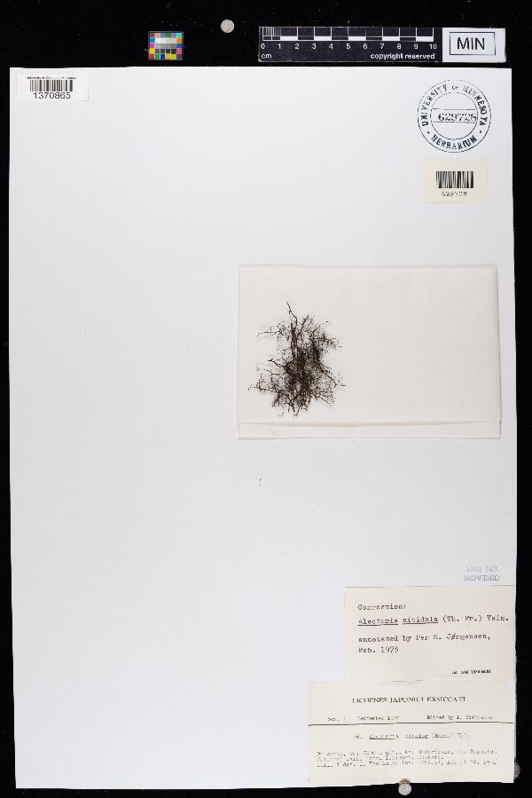 Bryoria nitidula image