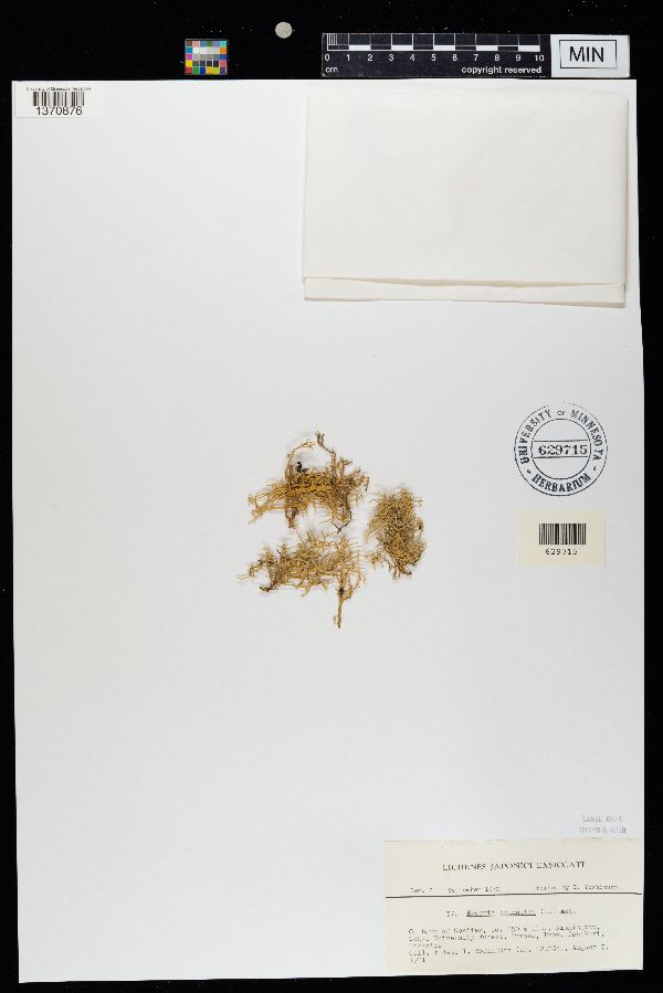 Evernia prunastri image