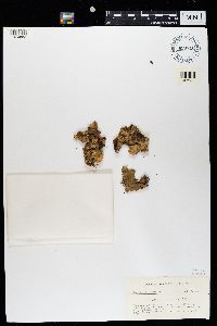 Peltigera canina image