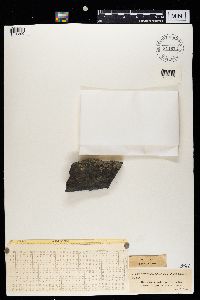 Rhizocarpon reductum image