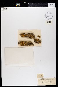 Xanthoria fallax image