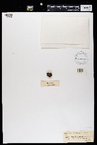 Trapeliopsis granulosa image
