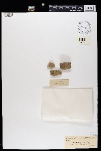 Media resource of Lecania arenaria