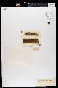 Hypocenomyce caradocensis image
