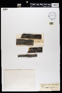 Myriospora heppii image