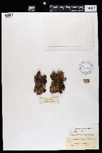 Nephroma expallidum image