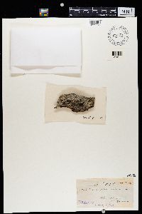 Diplotomma alboatrum image