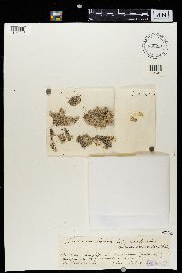 Lecanactis abietina image