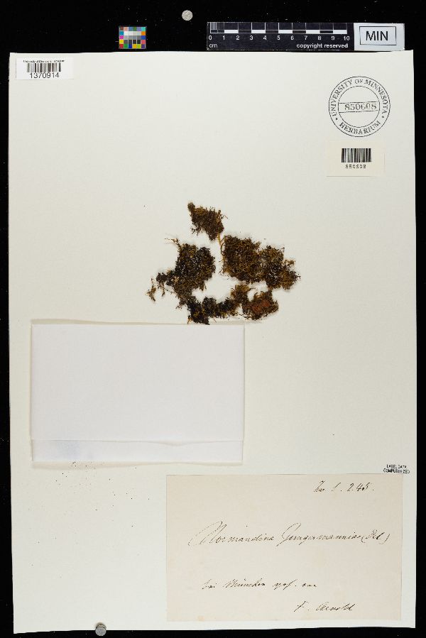 Normandina pulchella image