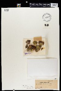 Chaenotheca furfuracea image