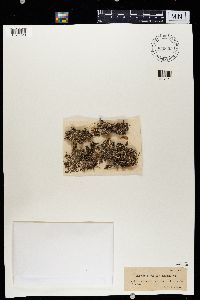 Cladonia ramulosa image