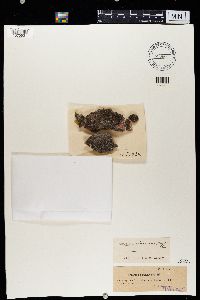 Acarospora glaucocarpa image