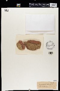 Psilolechia clavulifera image