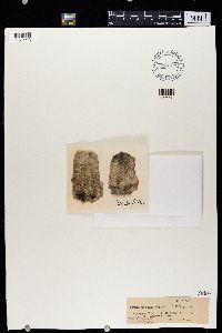 Thumbnail image of current specimen