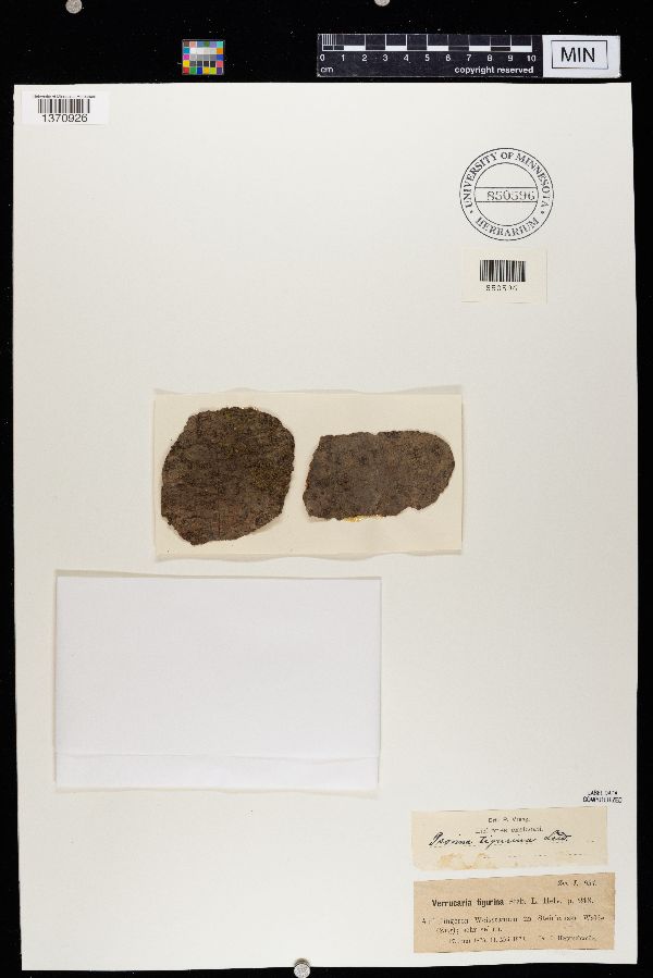 Verrucaria tigurina image