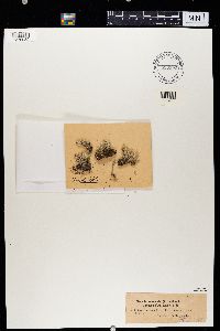 Cladonia acuminata image