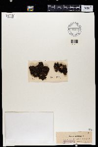 Melanohalea exasperatula image