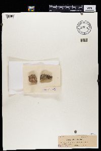 Image Associated With the Occurrence