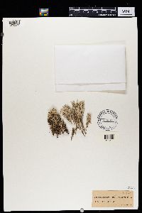 Cladonia squamosa image