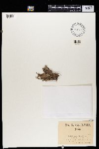 Cladonia carneola image