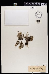 Cladonia squamosa image