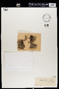 Cladonia ramulosa image