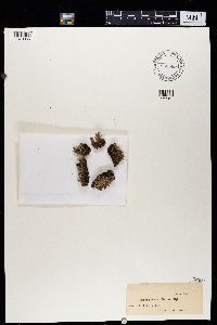 Cladonia ramulosa image