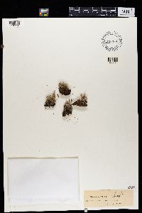 Cladonia ramulosa image