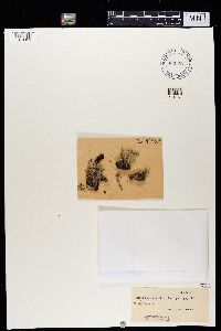 Cladonia crispata image