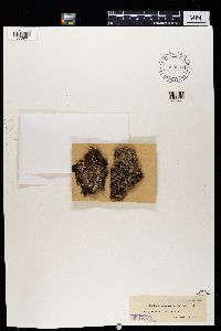 Cladonia incrassata image