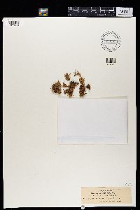 Ramalina capitata image