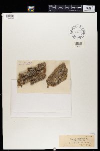 Alyxoria varia image