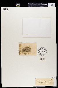 Image Associated With the Occurrence