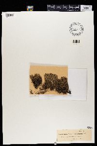 Cladonia crispata image