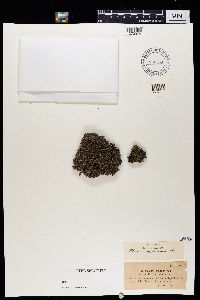 Stereocaulon pileatum image