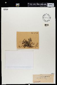 Cladonia crispata image