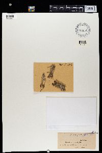 Cladonia crispata image