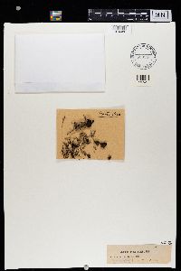 Cladonia crispata image