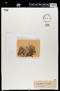 Cladonia squamosa image