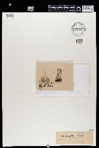 Cladonia squamosa image