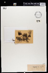 Cladonia squamosa image