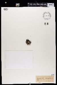 Cladonia ramulosa image