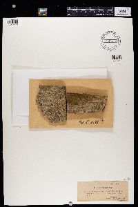 Arthonia pruinata image