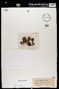 Image Associated With the Occurrence